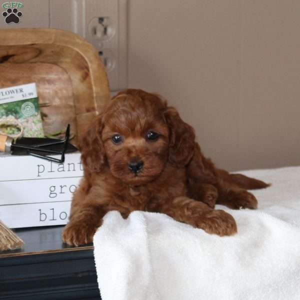 Papaya, Cavapoo Puppy